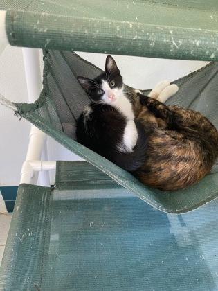 Breezy, Adoptable, Kitten Male Domestic Short Hair & Domestic Short Hair.
