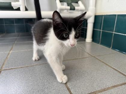 Breezy, Adoptable, Kitten Male Domestic Short Hair & Domestic Short Hair.