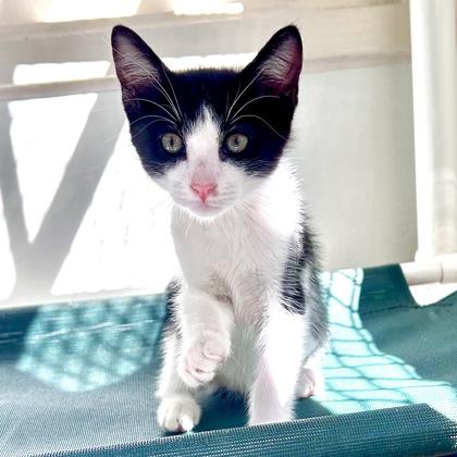 Enlarge Breezy, a Adoptable mixed breed in Honolulu, HI image 3/3