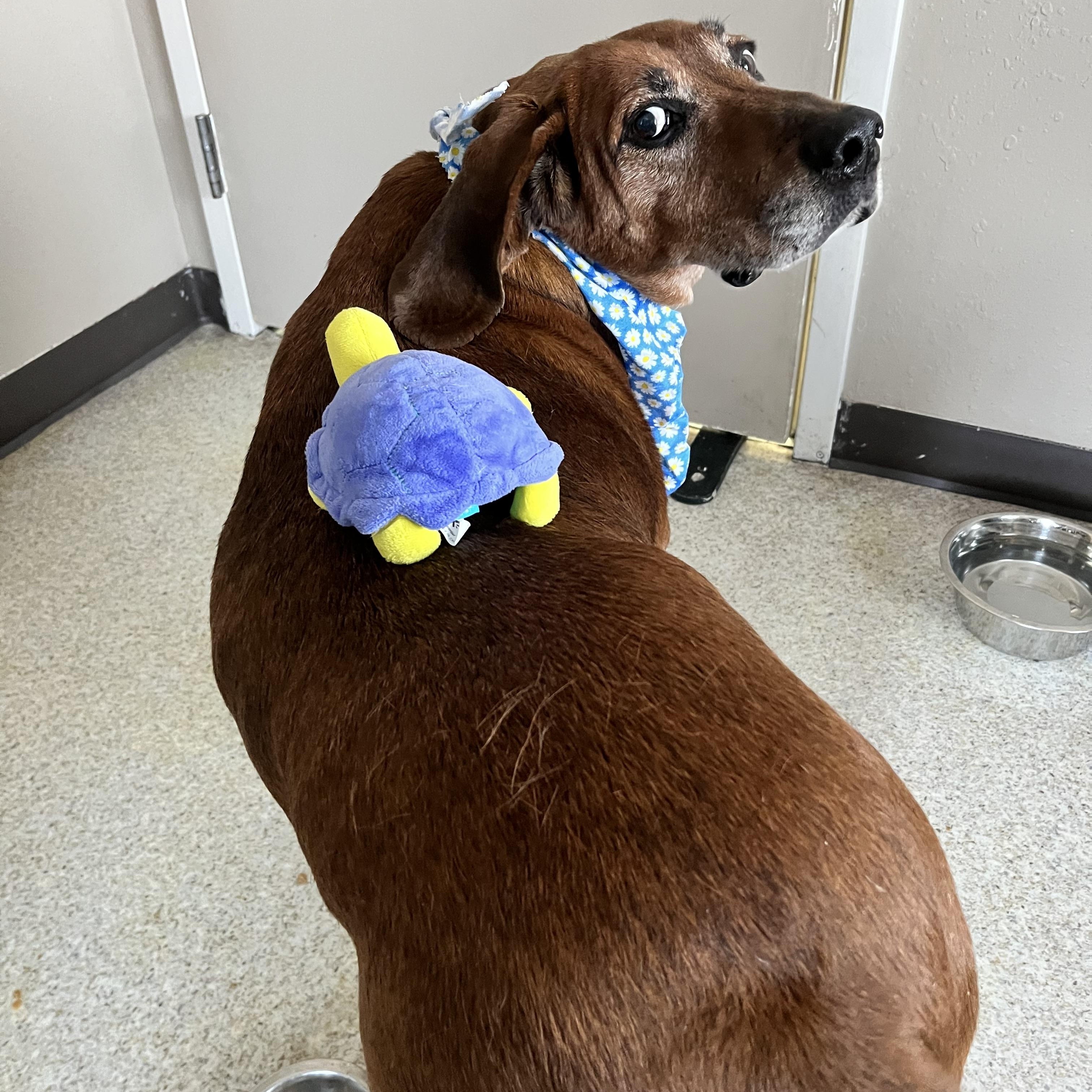 Enlarge Manny, a ADOPTABLE Hound in Steamboat Springs, CO image 2/4