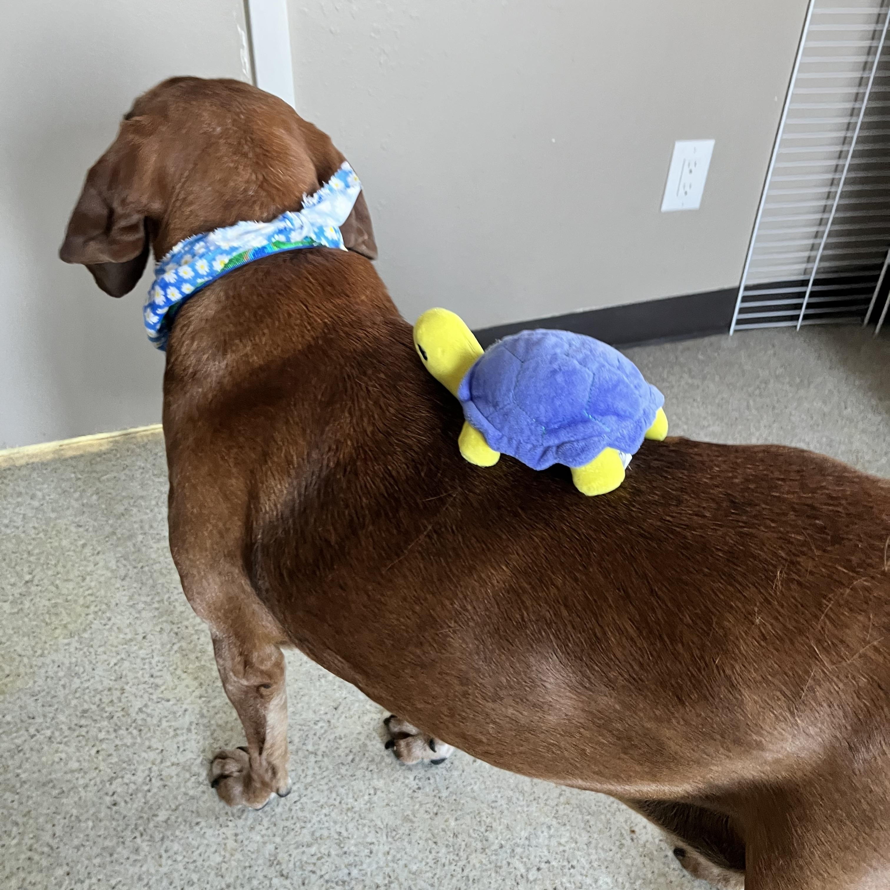 Enlarge Manny, a ADOPTABLE Hound in Steamboat Springs, CO image 3/4
