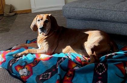Enlarge Manny, a ADOPTABLE Hound in Steamboat Springs, CO image 4/4