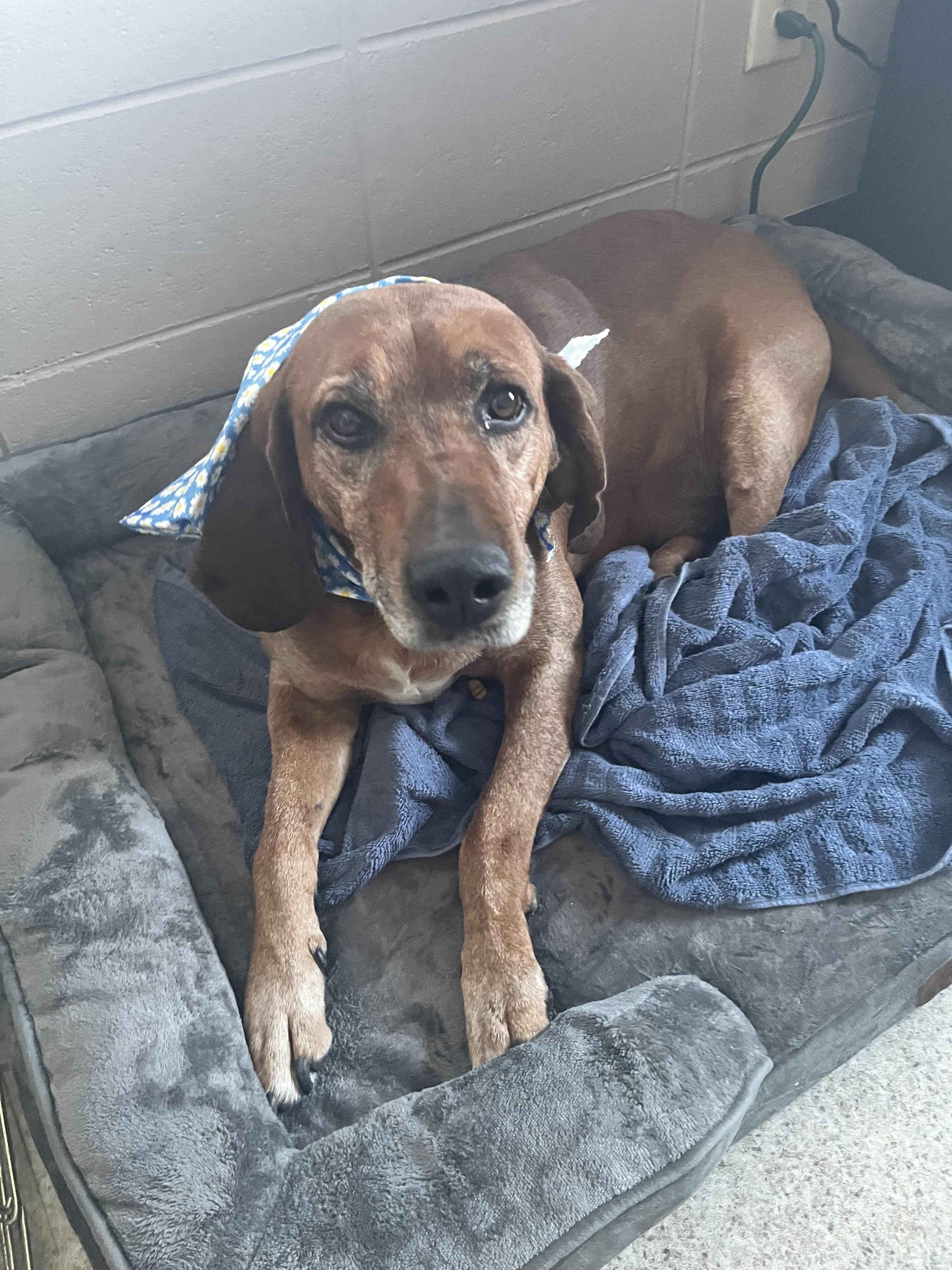 Manny, ADOPTABLE, Adult Male Hound.