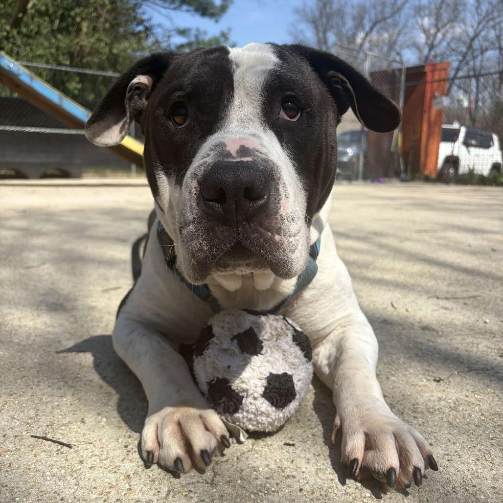 Enlarge Bubble Blower, a Adoptable Mixed Breed in Edwardsville, IL image 1/6