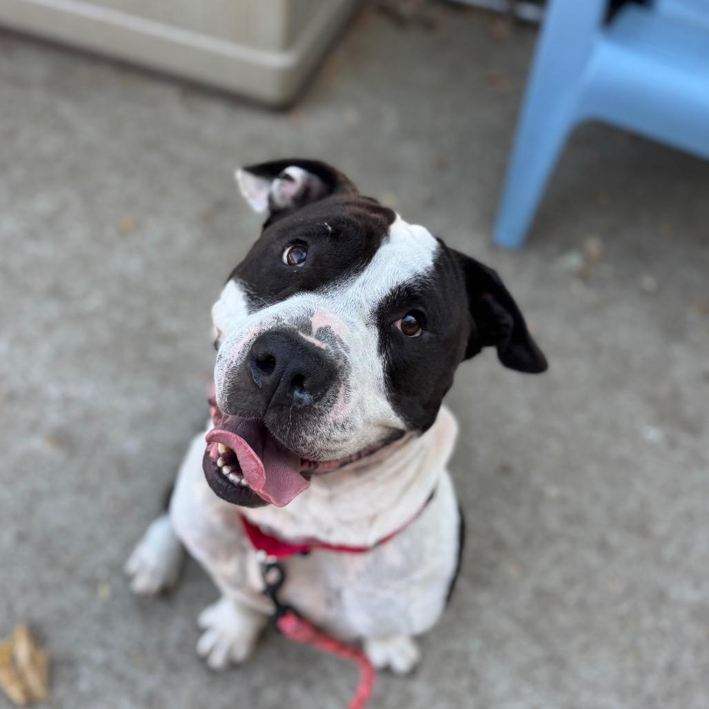 Bubble Blower, Adoptable, Adult Male Mixed Breed.