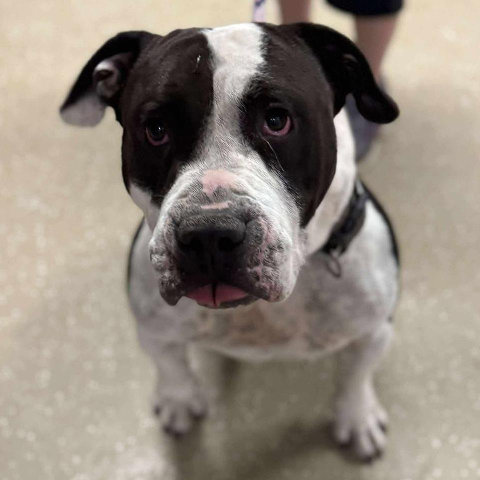 Bubble Blower, Adoptable, Adult Male Mixed Breed.