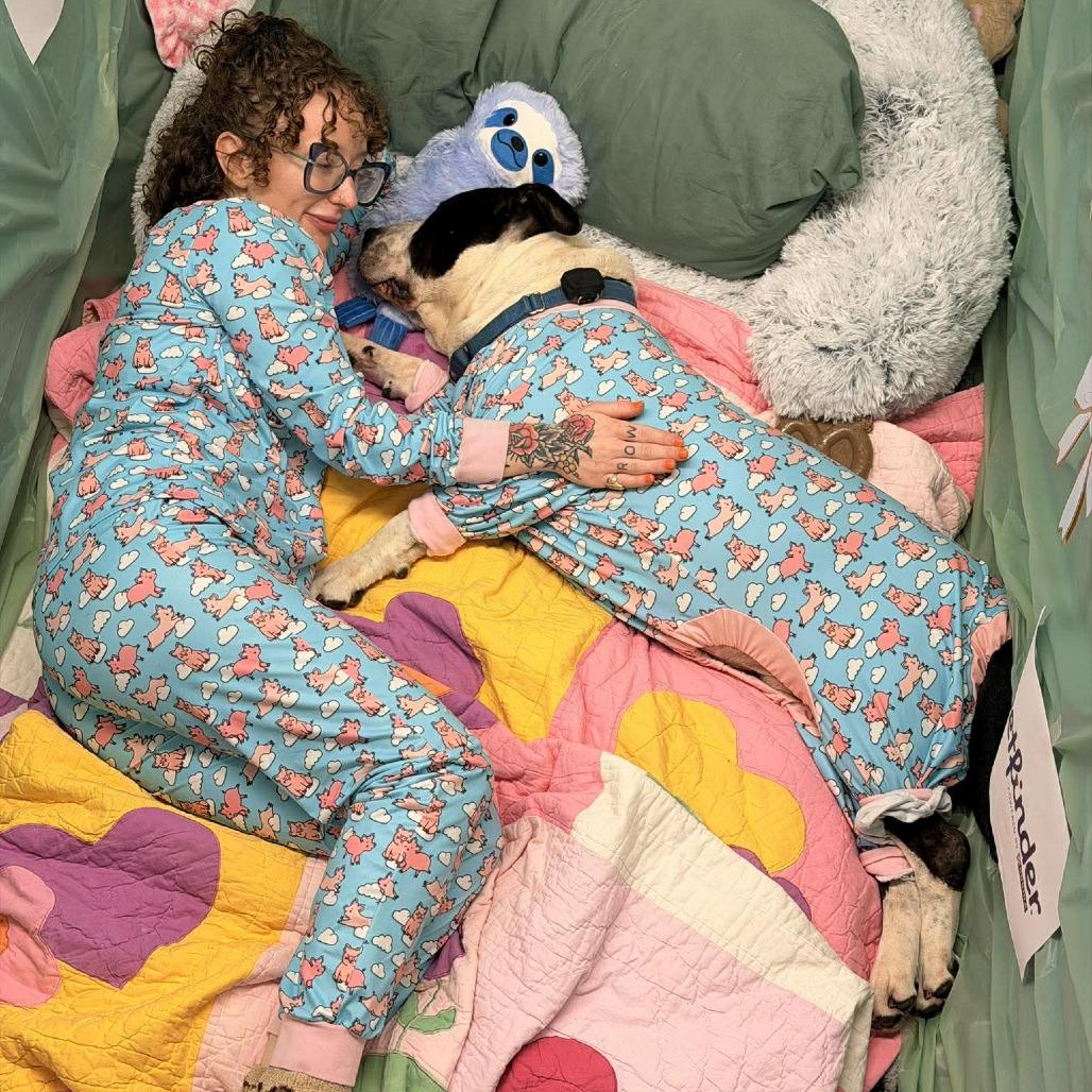 Enlarge Bubble Blower, a Adoptable Mixed Breed in Edwardsville, IL image 3/6