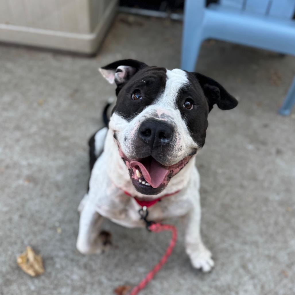 Enlarge Bubble Blower, a Adoptable Mixed Breed in Edwardsville, IL image 5/6
