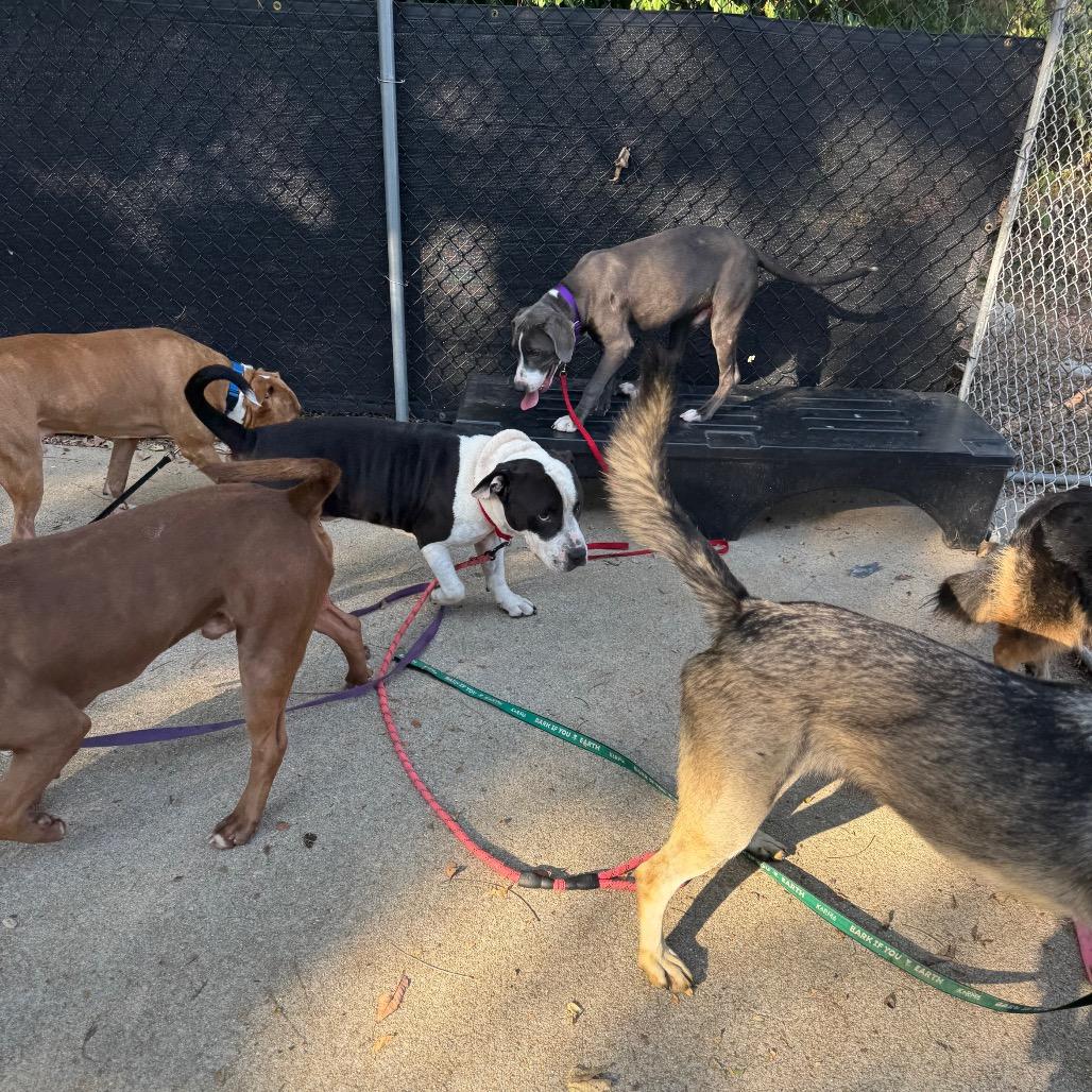 Enlarge Bubble Blower, a Adoptable Mixed Breed in Edwardsville, IL image 6/6