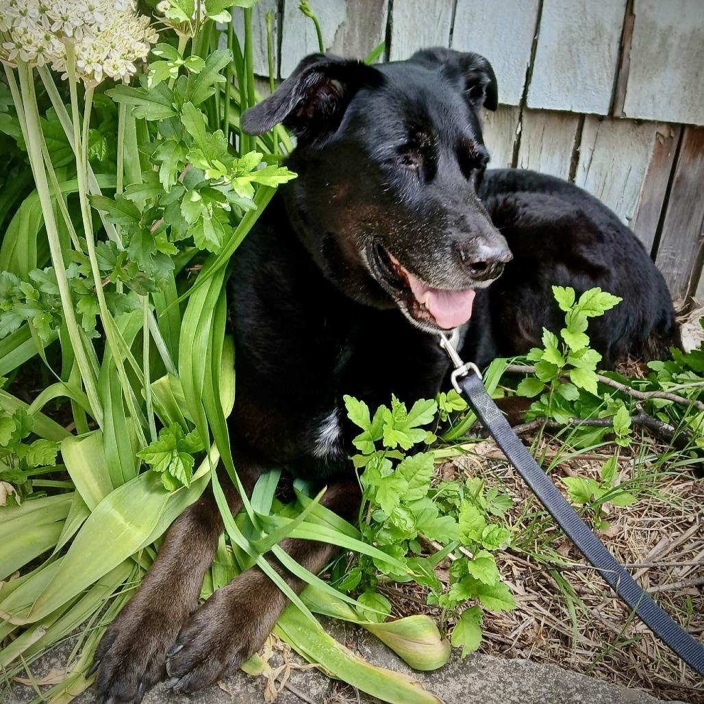 Daisy, a Adoptable Mixed Breed in Fairport, NY image 1/6