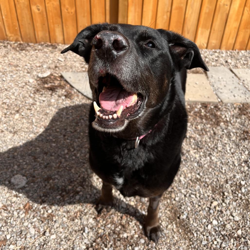 Daisy, a Adoptable Mixed Breed in Fairport, NY image 2/6