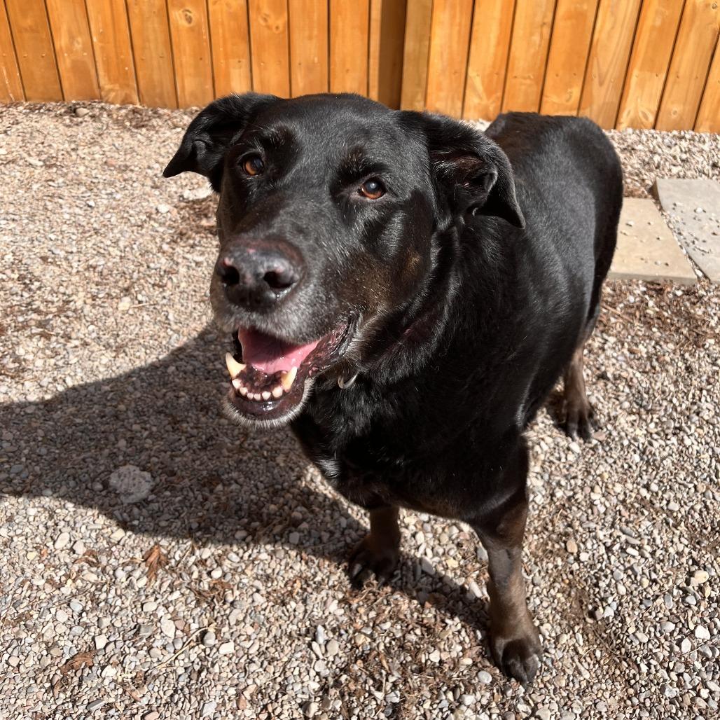 Daisy, a Adoptable Mixed Breed in Fairport, NY image 3/6
