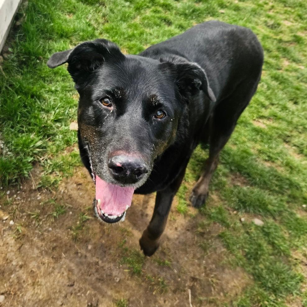 Daisy, a Adoptable Mixed Breed in Fairport, NY image 4/6