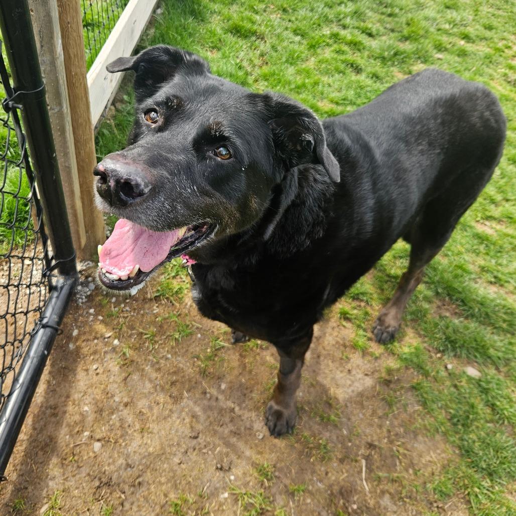Daisy, a Adoptable Mixed Breed in Fairport, NY image 5/6