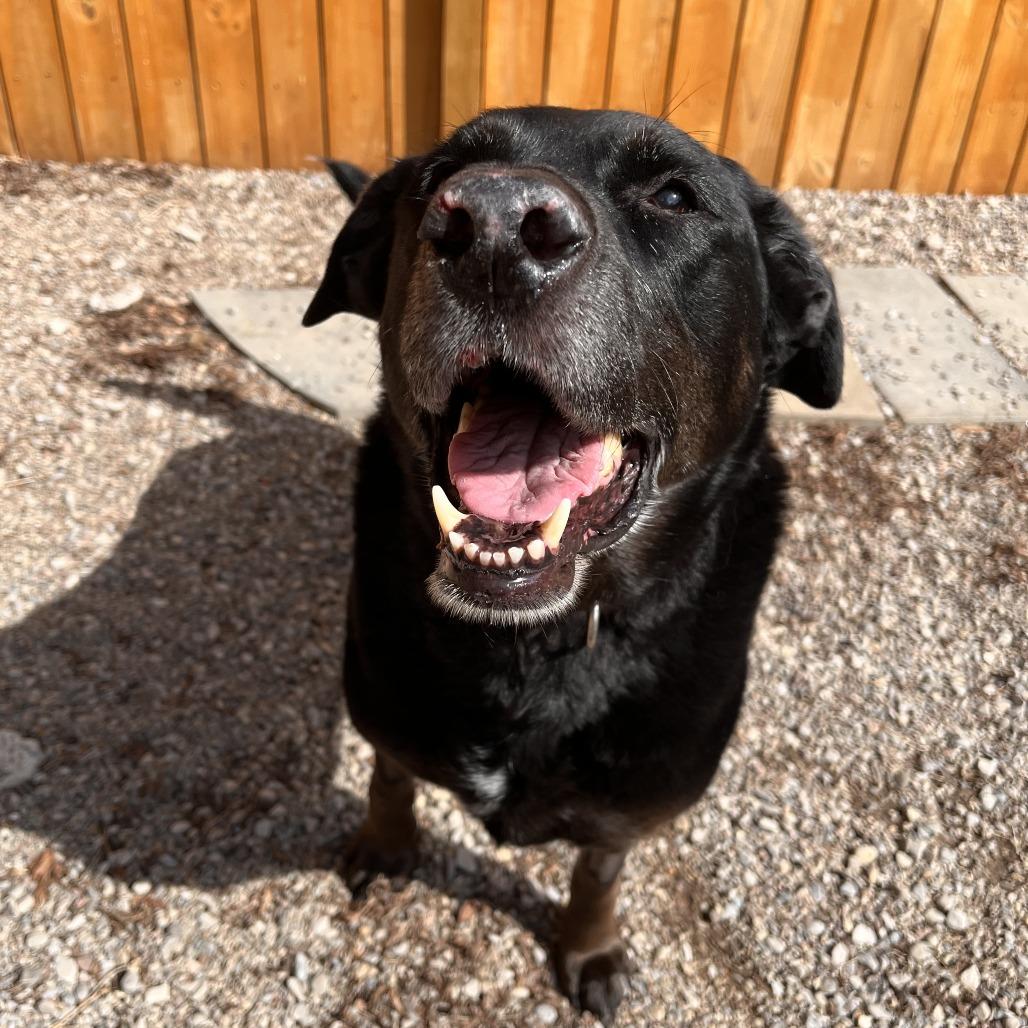 Daisy, a Adoptable Mixed Breed in Fairport, NY image 6/6