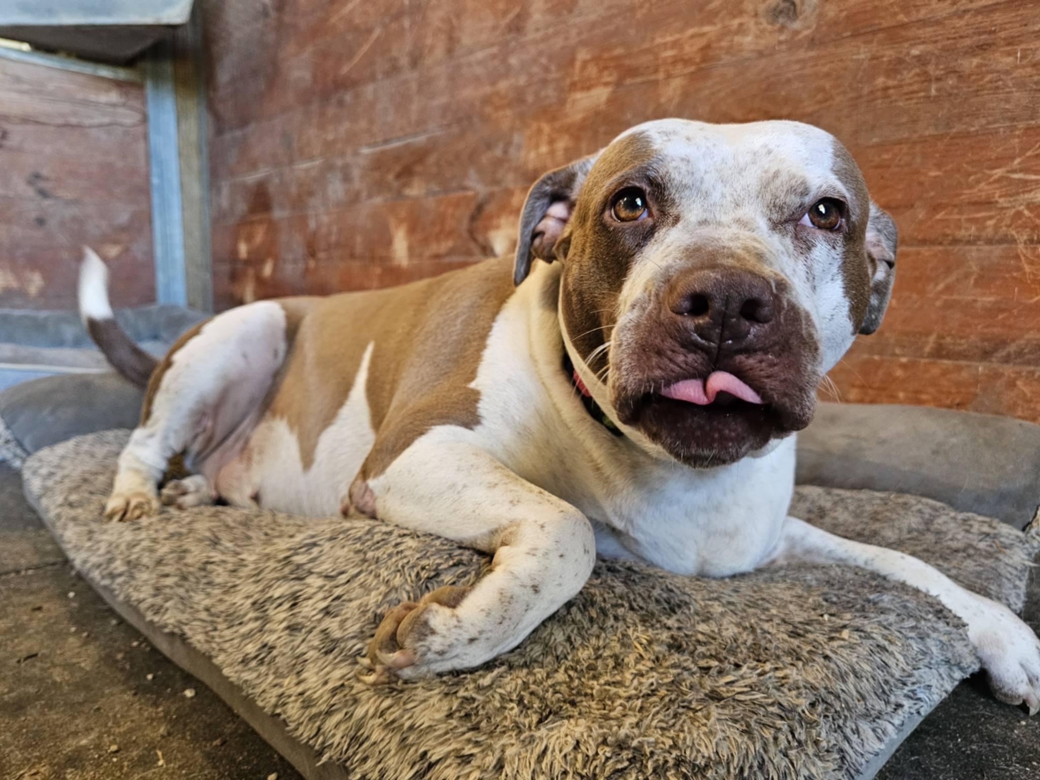 Enlarge LUCY, a Adoptable mixed breed in Brattleboro, VT image 3/6