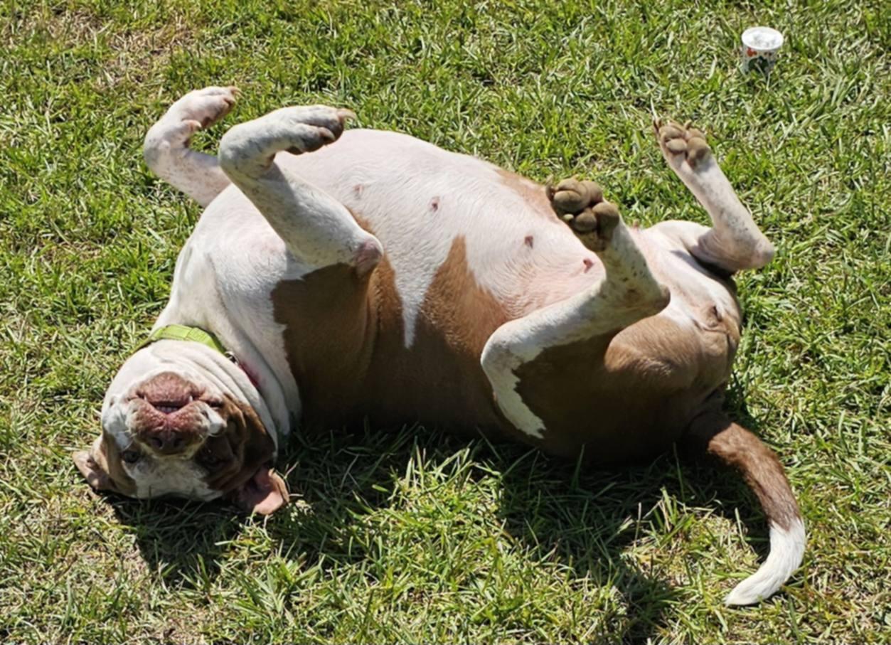 Enlarge LUCY, a Adoptable mixed breed in Brattleboro, VT image 6/6