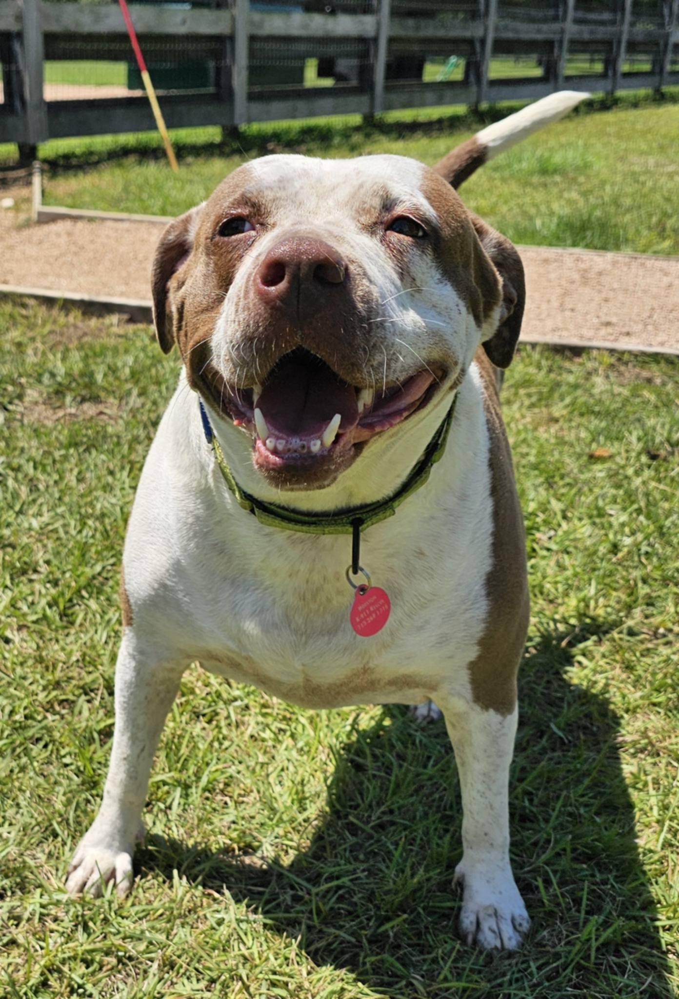 Enlarge LUCY, a Adoptable mixed breed in Brattleboro, VT image 4/6