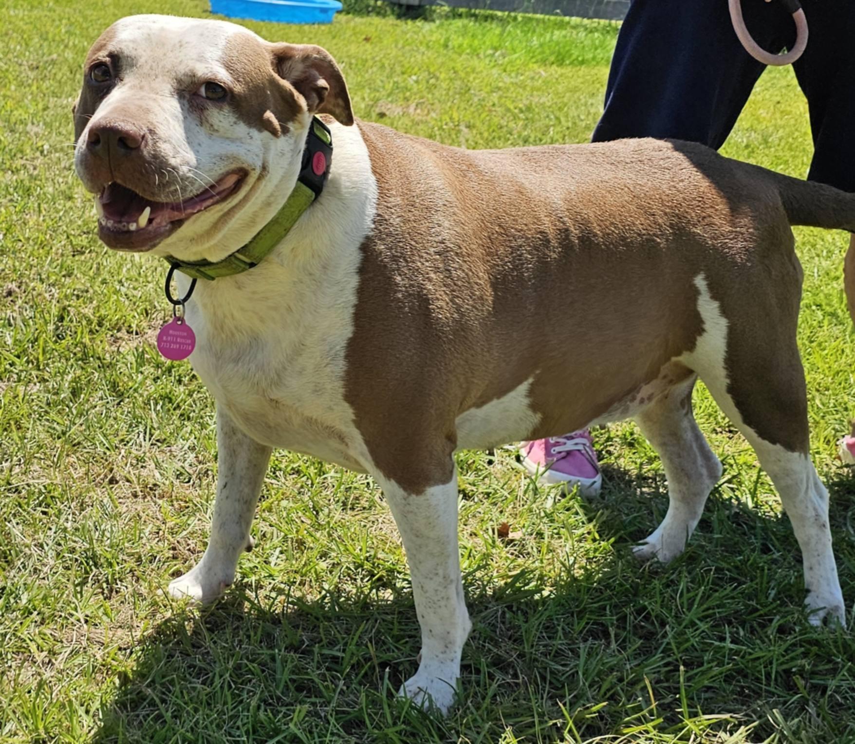 LUCY, Adoptable, Adult Female American Bully.