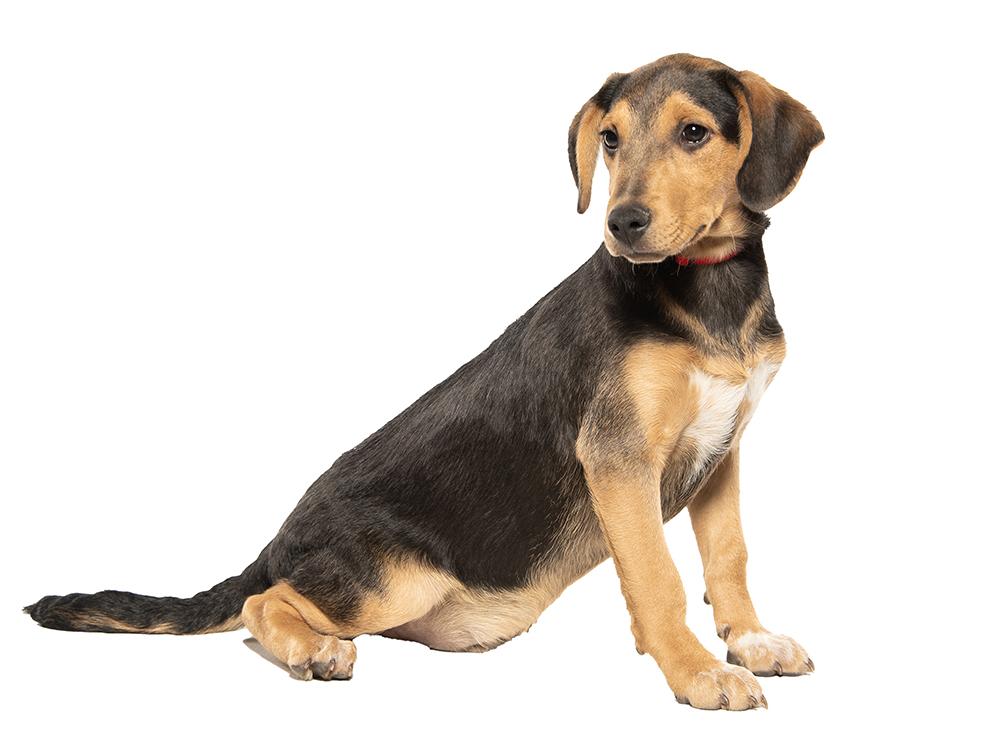 Enlarge Warrick, a Adoptable mixed breed in Utica, NY image 4/6