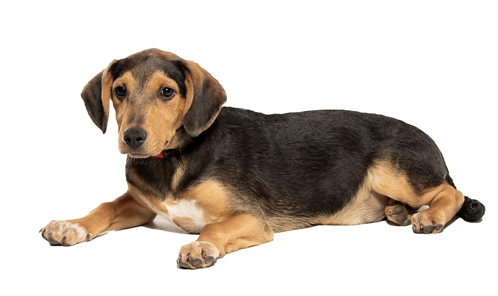 Enlarge Warrick, a Adoptable mixed breed in Utica, NY image 2/6