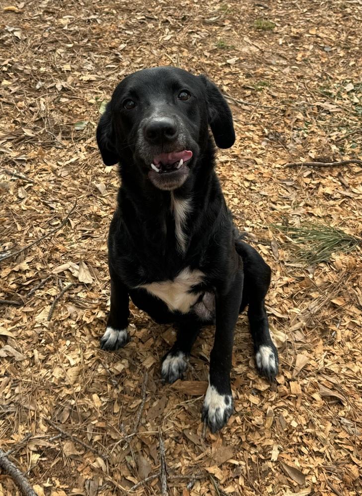 Enlarge Freyja (Senior), a Adoptable Labrador Retriever in Troy, AL image 1/1