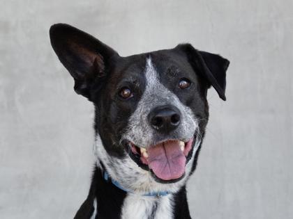Oreo, Adoptable, Adult Male Mixed Breed & Mixed Breed.