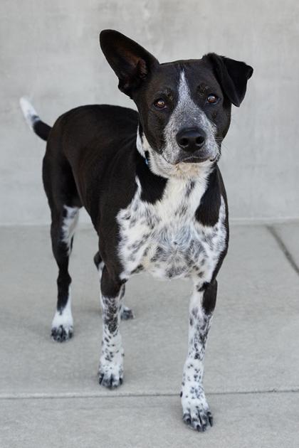 Enlarge Oreo, a Adoptable mixed breed in Longmont, CO image 2/3