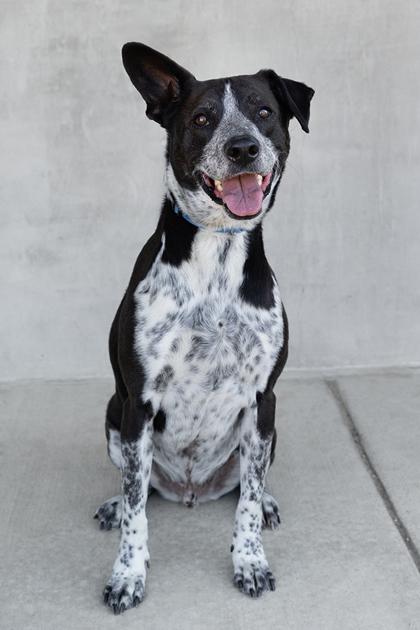 Enlarge Oreo, a Adoptable mixed breed in Longmont, CO image 3/3