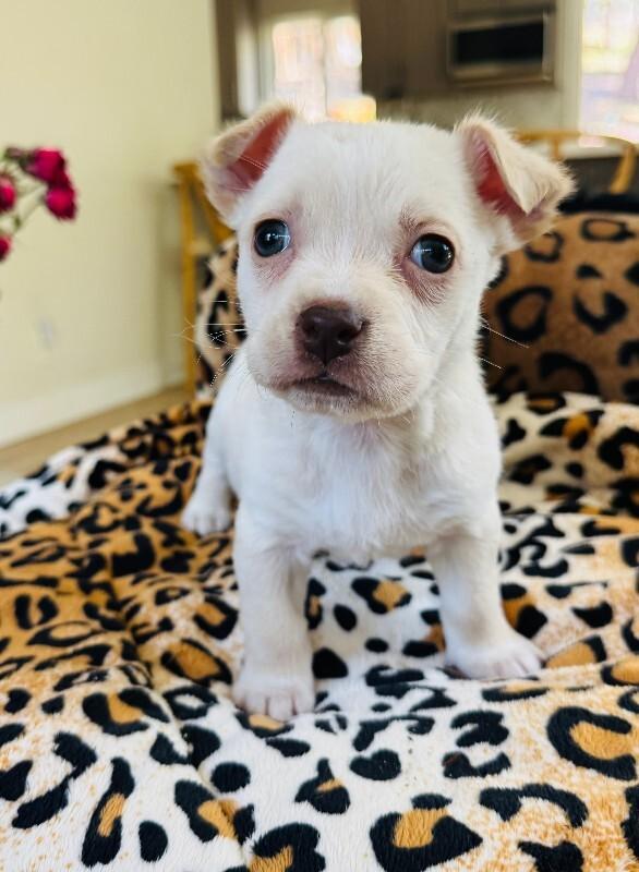 Enlarge Pansy, a Adoptable mixed breed in Valley Village, CA image 1/3