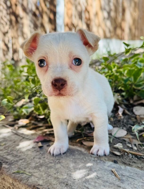 Enlarge Pansy, a Adoptable mixed breed in Valley Village, CA image 2/3