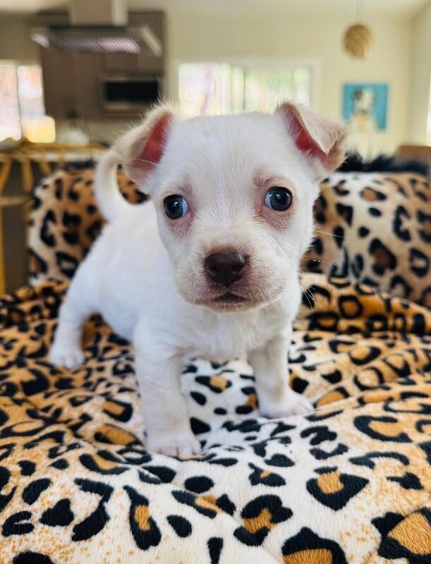 Enlarge Pansy, a Adoptable mixed breed in Valley Village, CA image 3/3