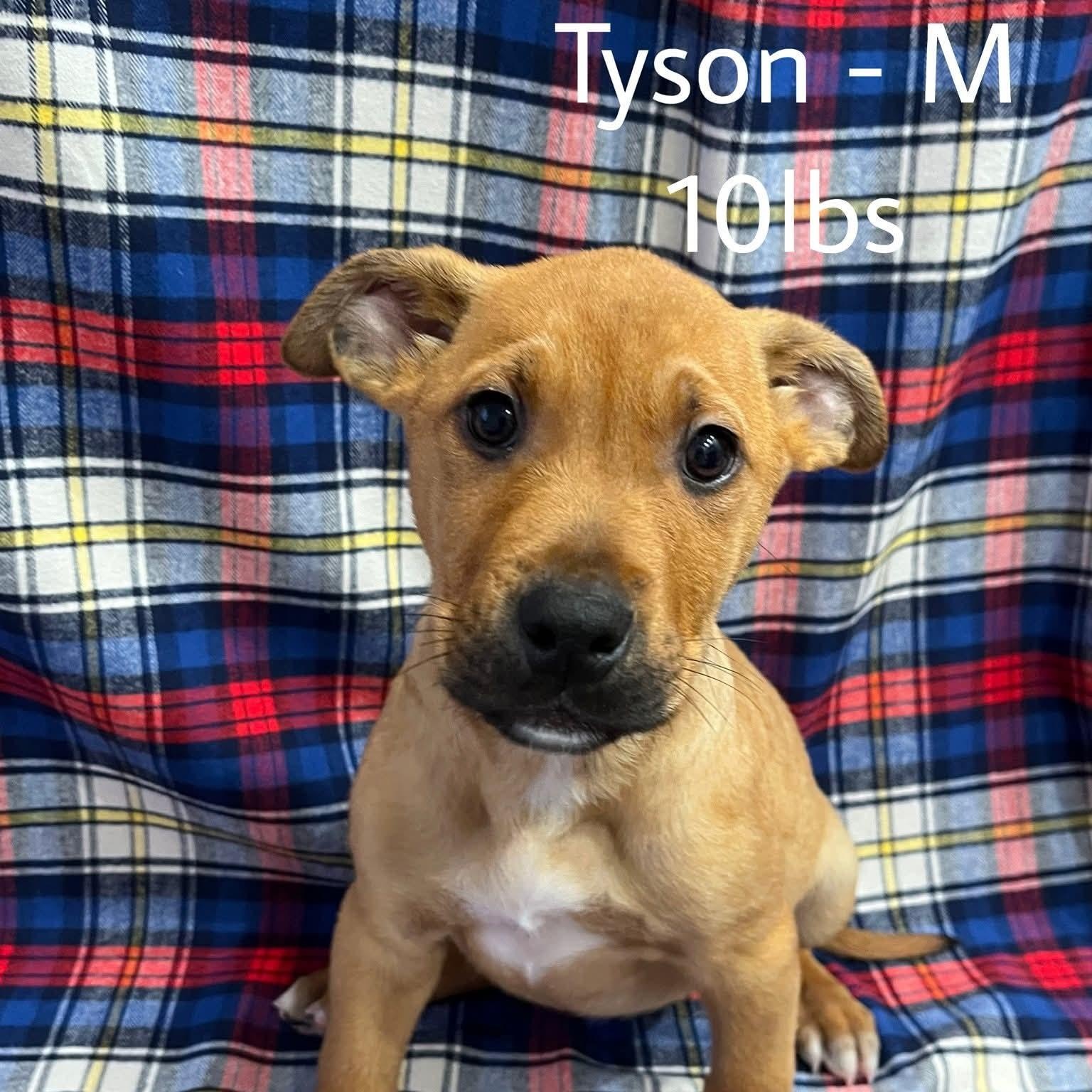 Tyson, a Adoptable mixed breed in Highlands Ranch, CO image 2/2