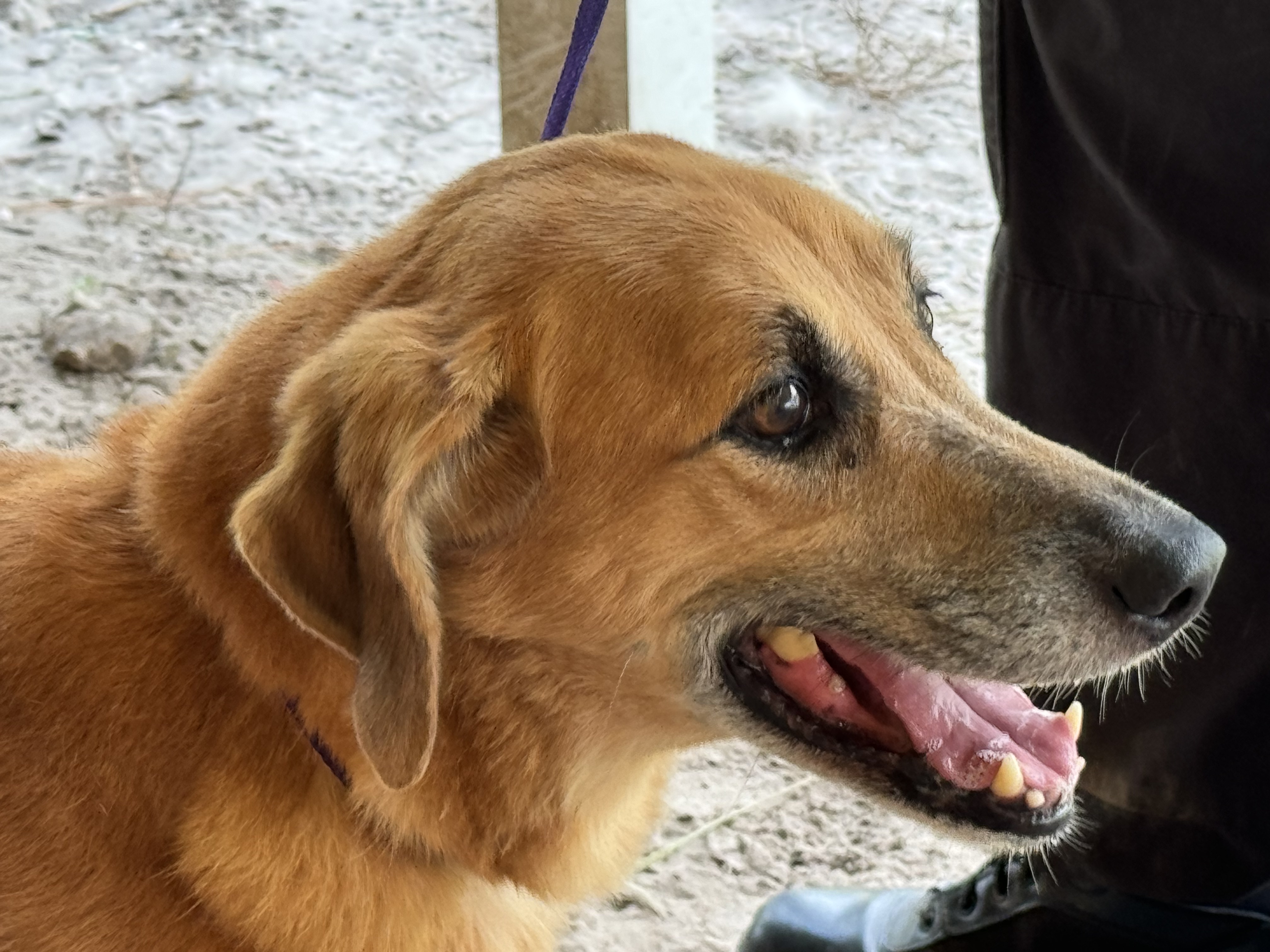 Dog for adoption SWEET OLD LADY IN DANGER, a Labrador Retriever & Vizsla Mix in Fort Myers