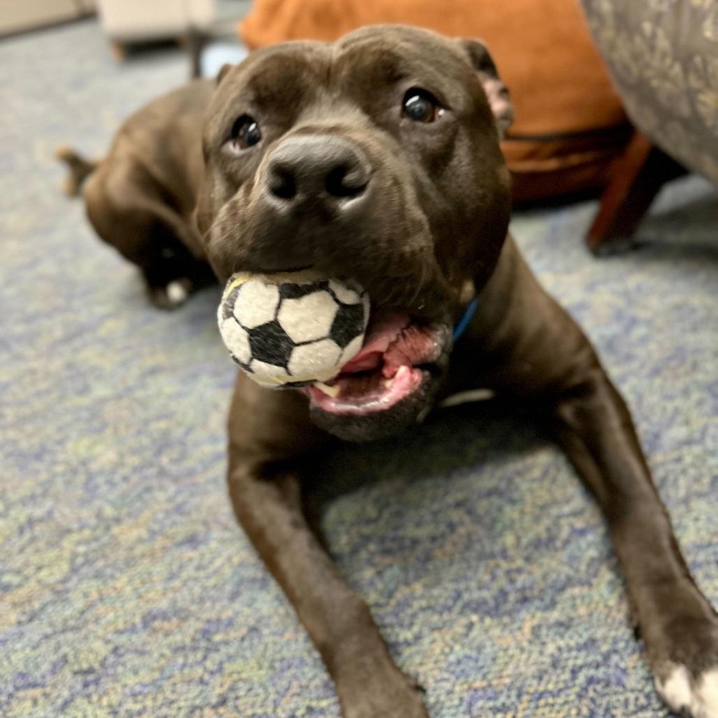 Billy, Adoptable, Adult Male American Staffordshire Terrier.