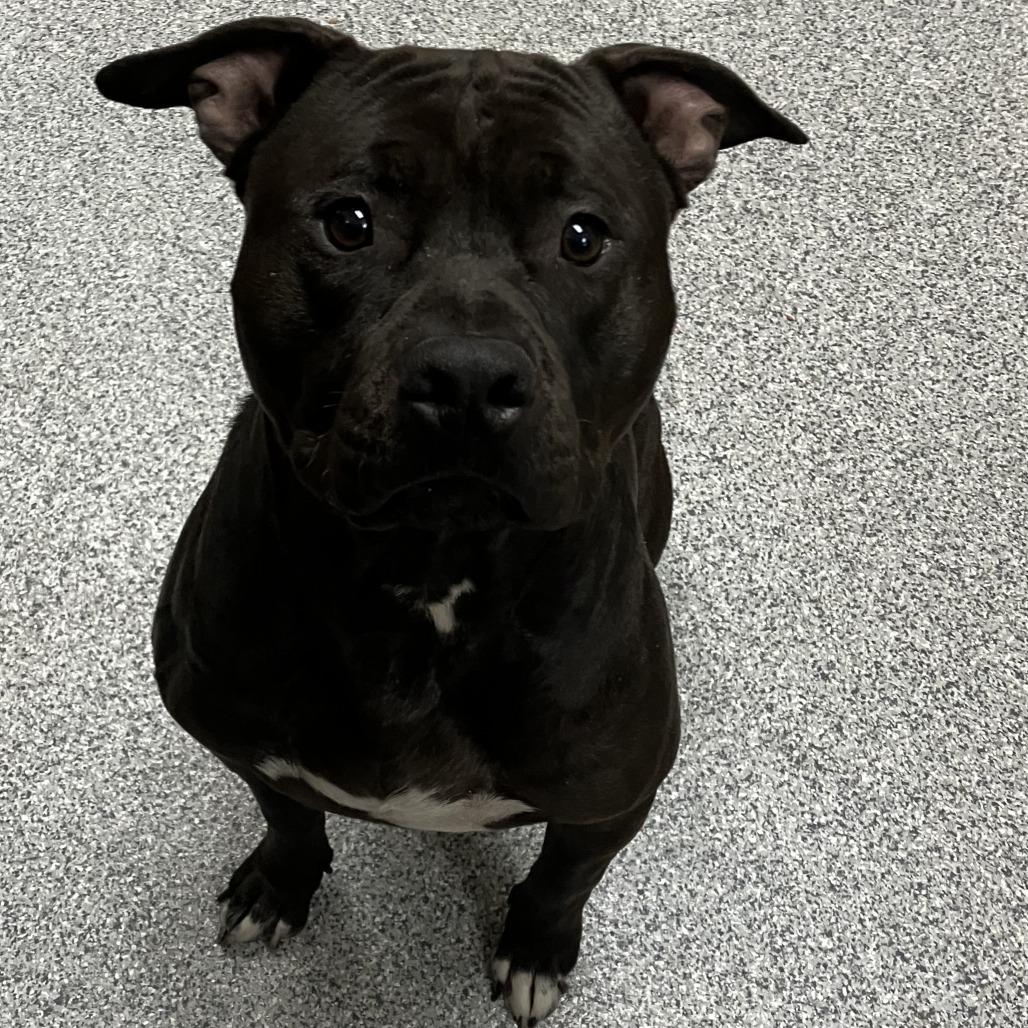 Billy, Adoptable, Adult Male American Staffordshire Terrier.