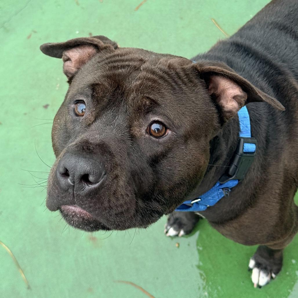 Enlarge Billy, a Adoptable American Staffordshire Terrier in Grand Rapids, MI image 3/4