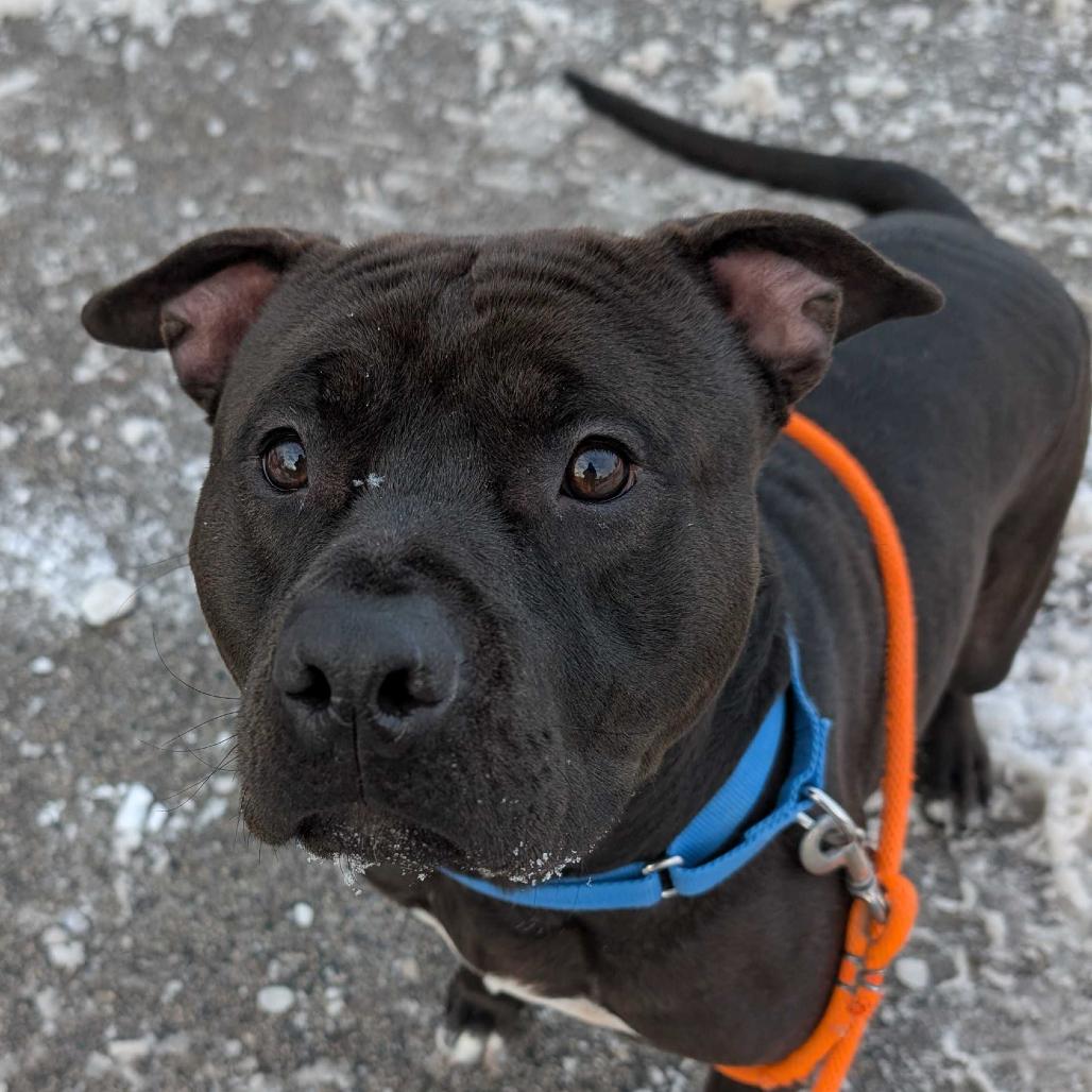 Enlarge Billy, a Adoptable American Staffordshire Terrier in Grand Rapids, MI image 4/4