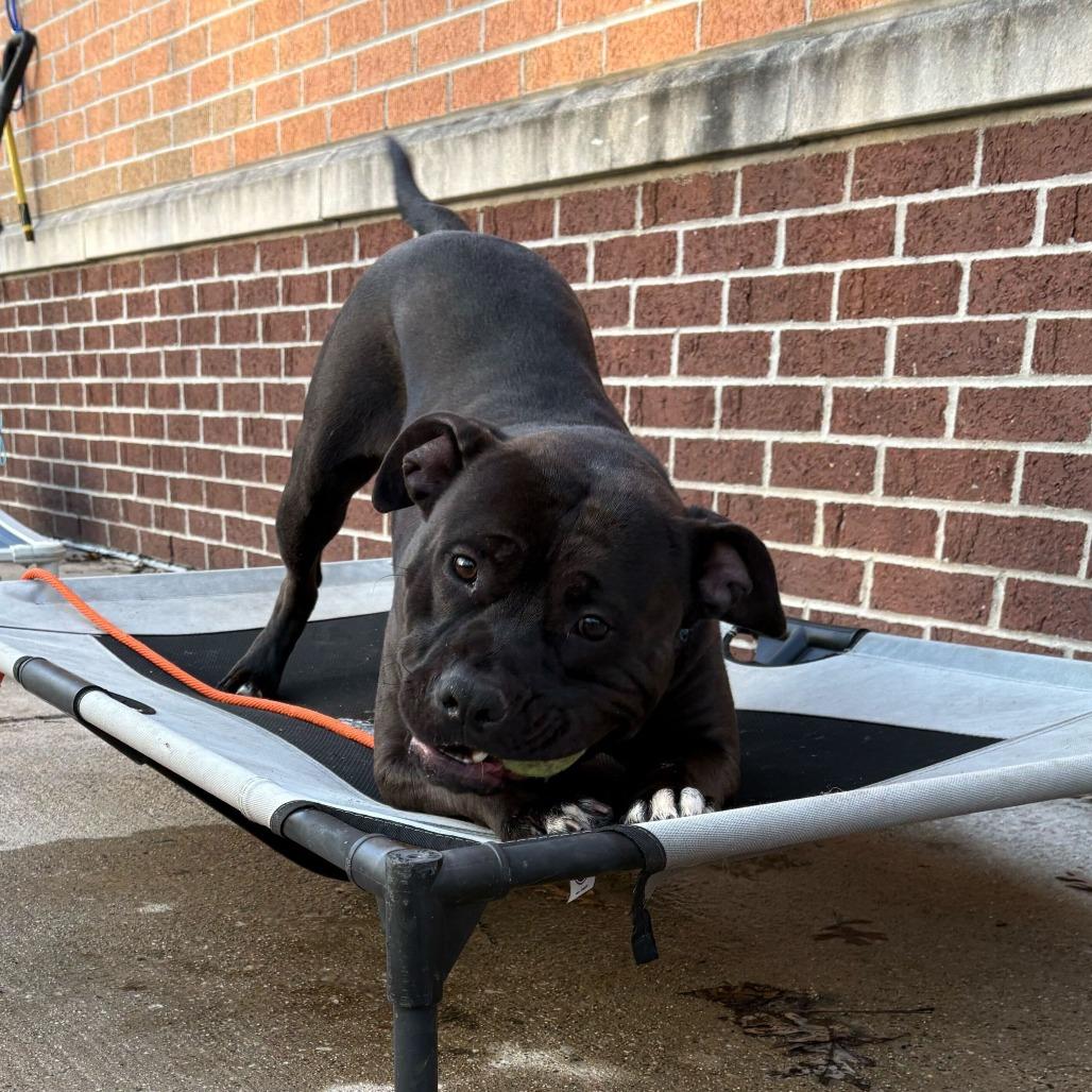 Enlarge Billy, a Adoptable American Staffordshire Terrier in Grand Rapids, MI image 6/6