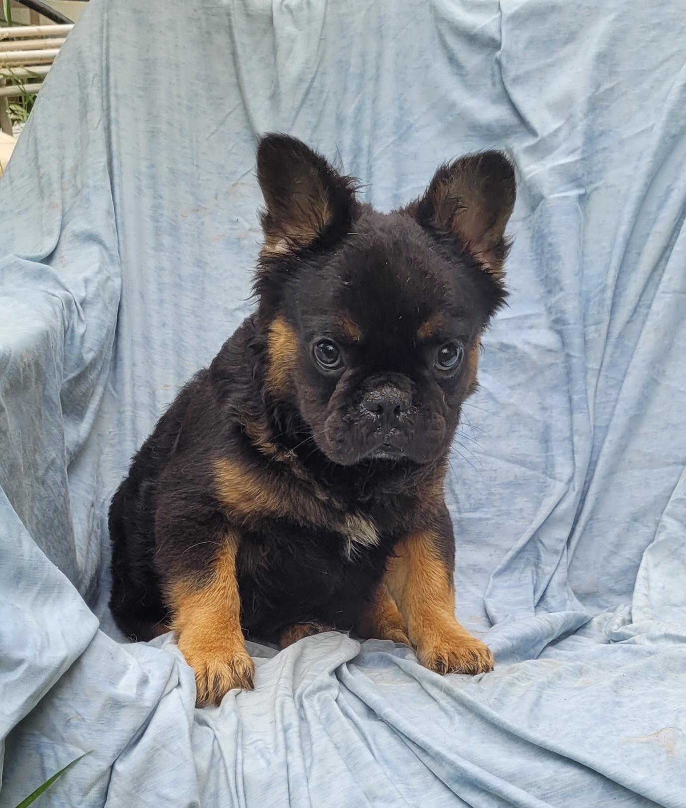 TONKA "fluffy frenchie", Baby Male French Bulldog
