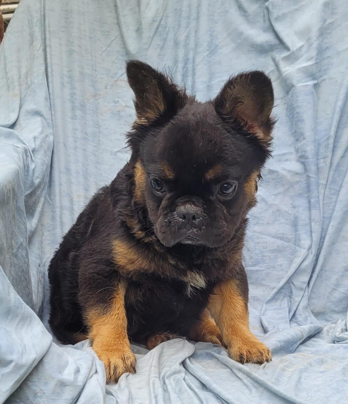 TONKA "fluffy frenchie" photo 3