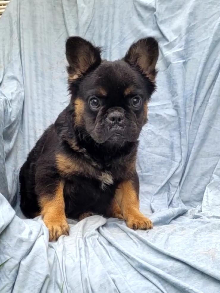 TONKA "fluffy frenchie" photo 2