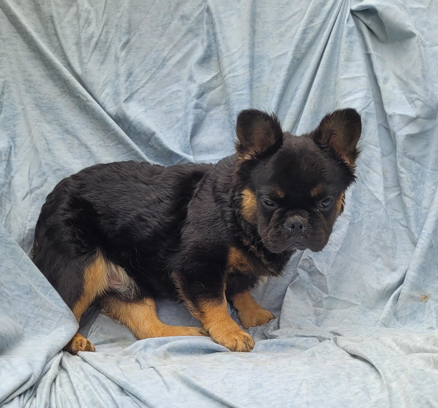 TONKA "fluffy frenchie" photo 4