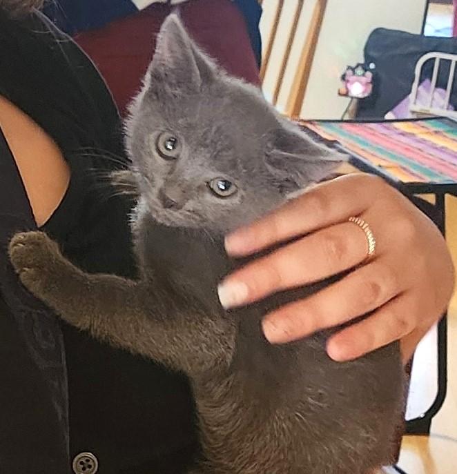 Enlarge TINKERBELL, a Adopted Domestic Short Hair in Burbank, CA image 1/1