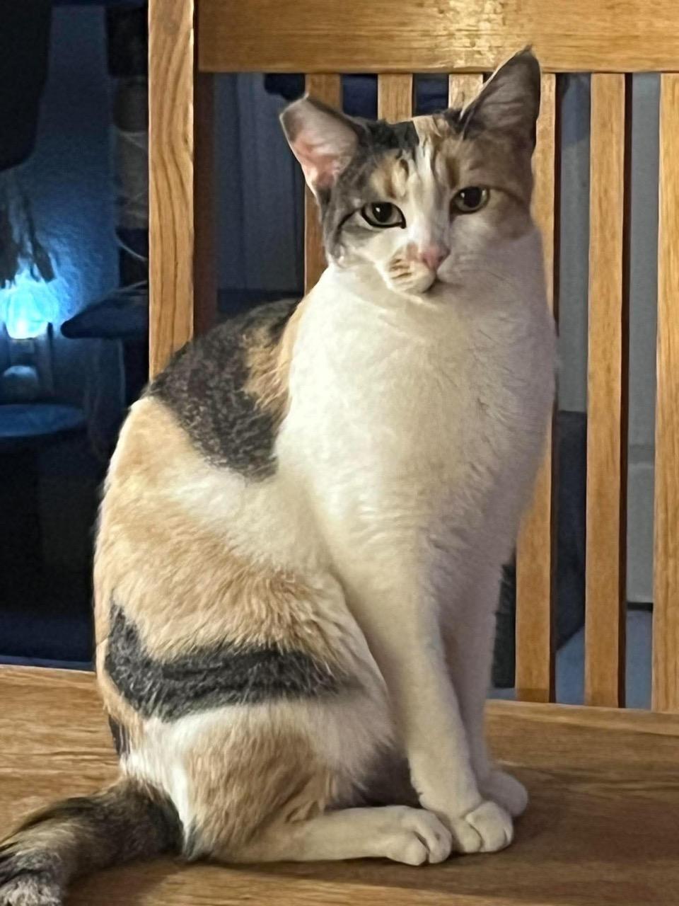 Enlarge Mary, a Adoptable Domestic Short Hair in Las Vegas, NV image 2/3