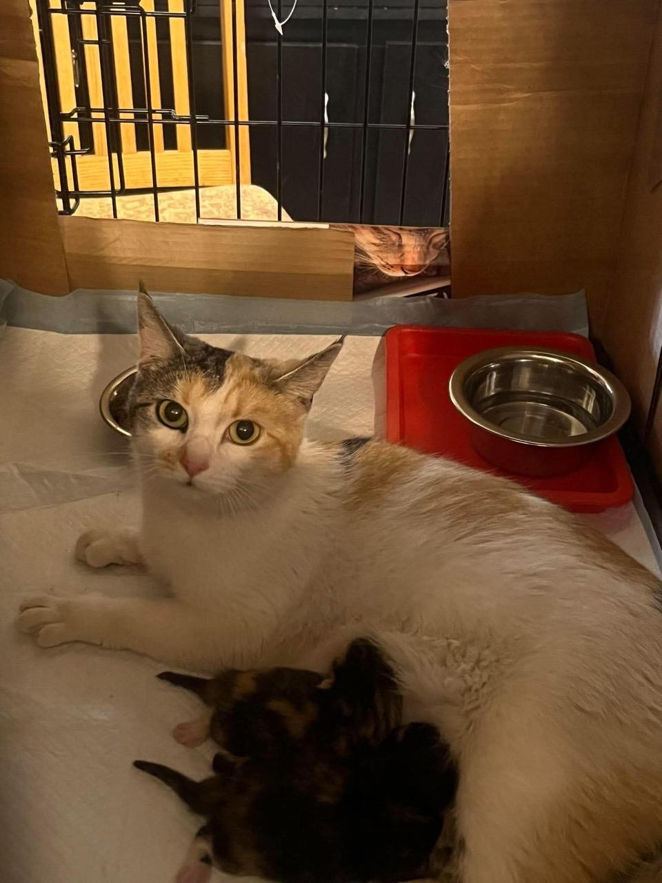 Mary, Adoptable, Young Female Domestic Short Hair.