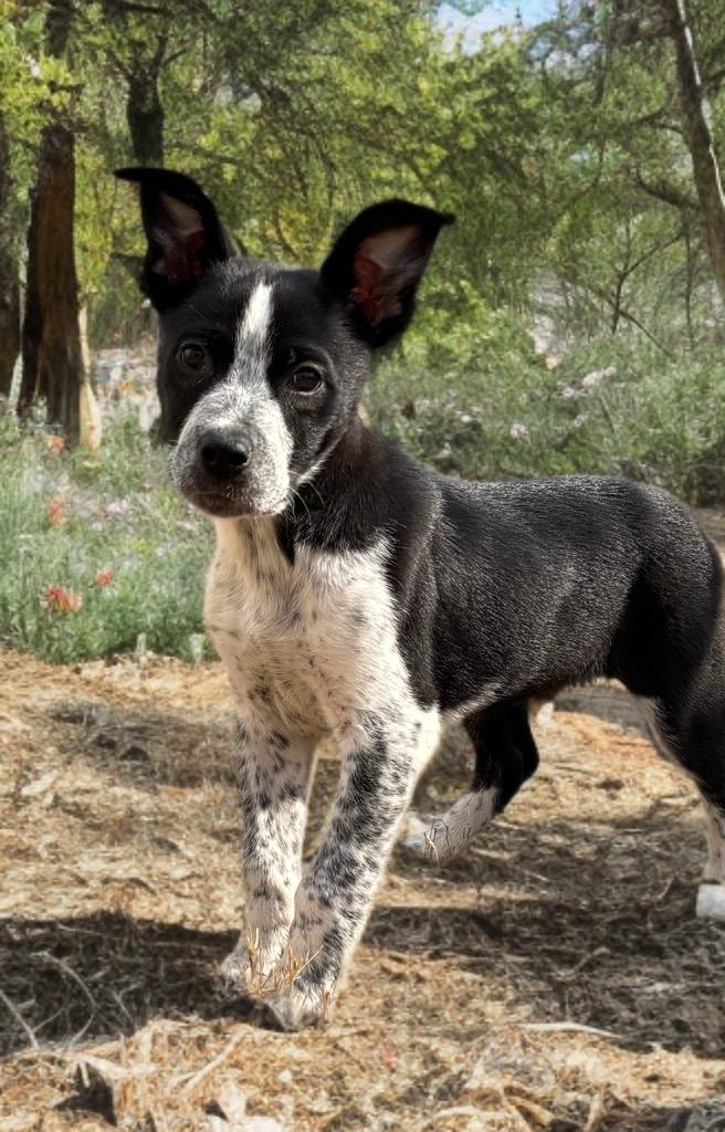 Enlarge Duck, a Adopted Australian Cattle Dog / Blue Heeler in Red Oak, TX image 1/1