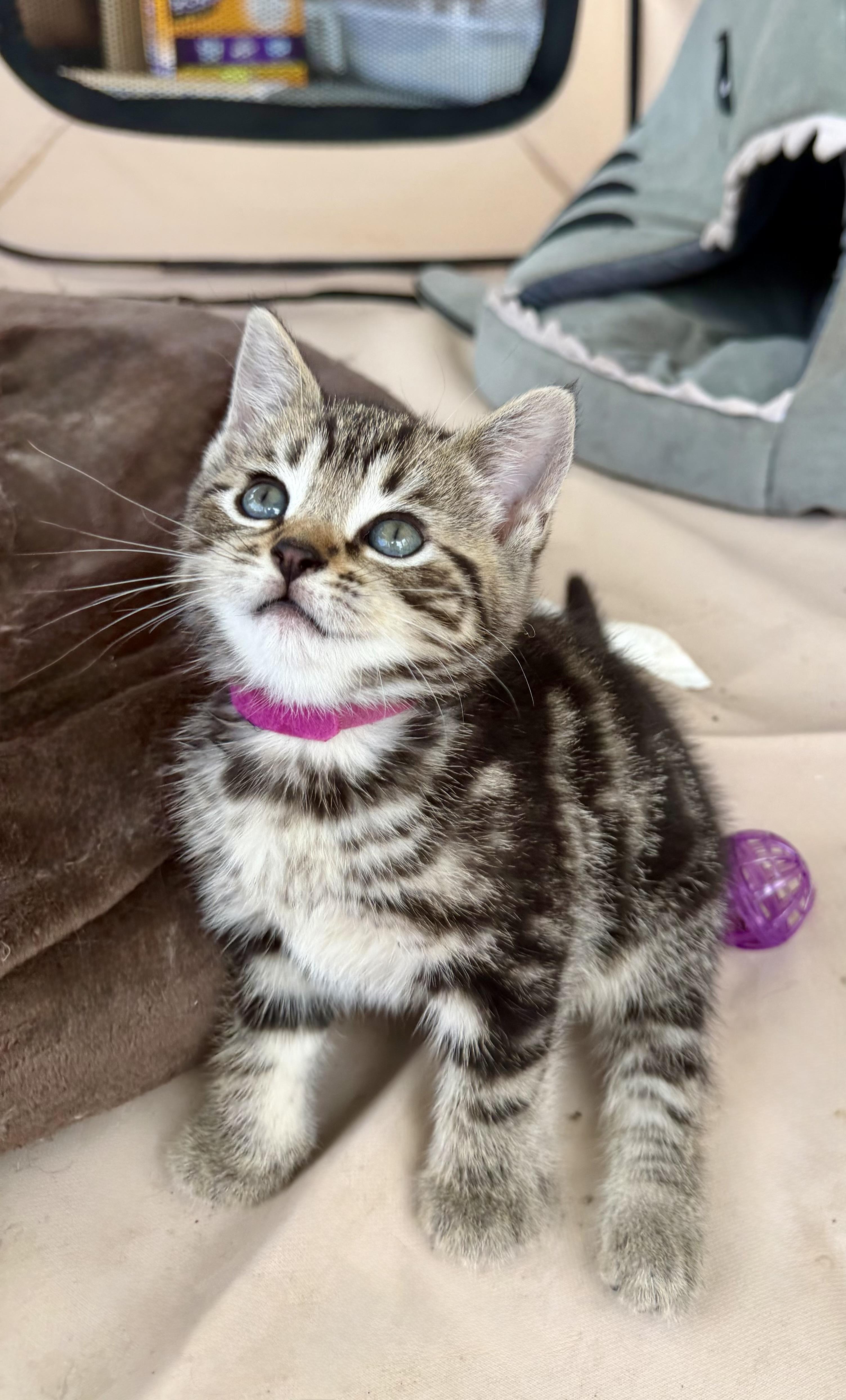 Enlarge Fern, a ADOPTABLE Tabby in Independence, OH image 2/3