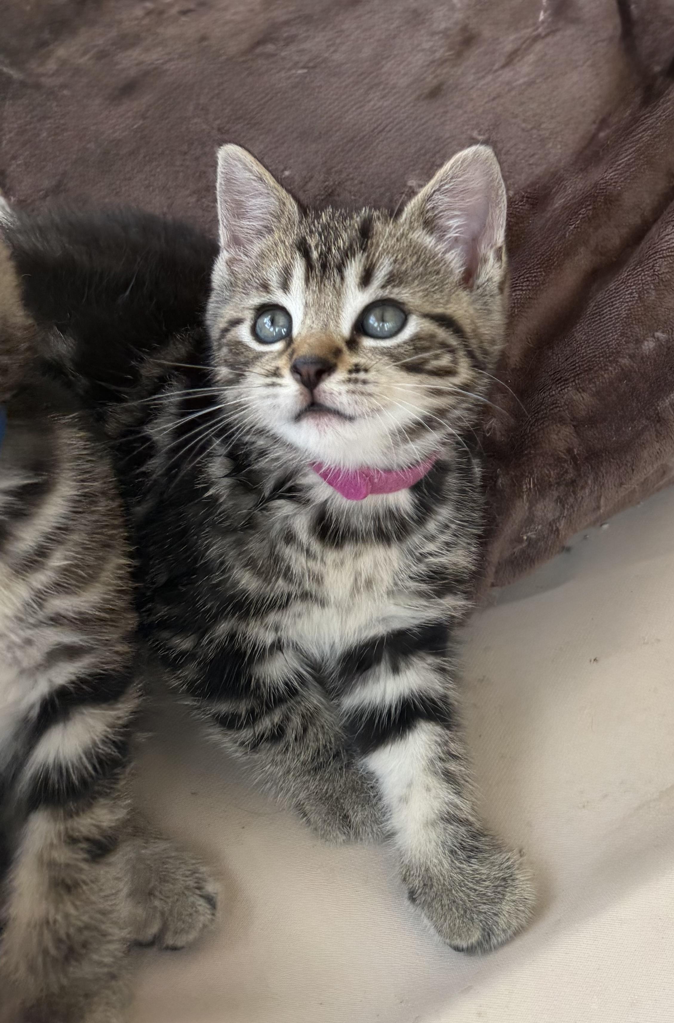 Fern, ADOPTABLE, Kitten Female Tabby.