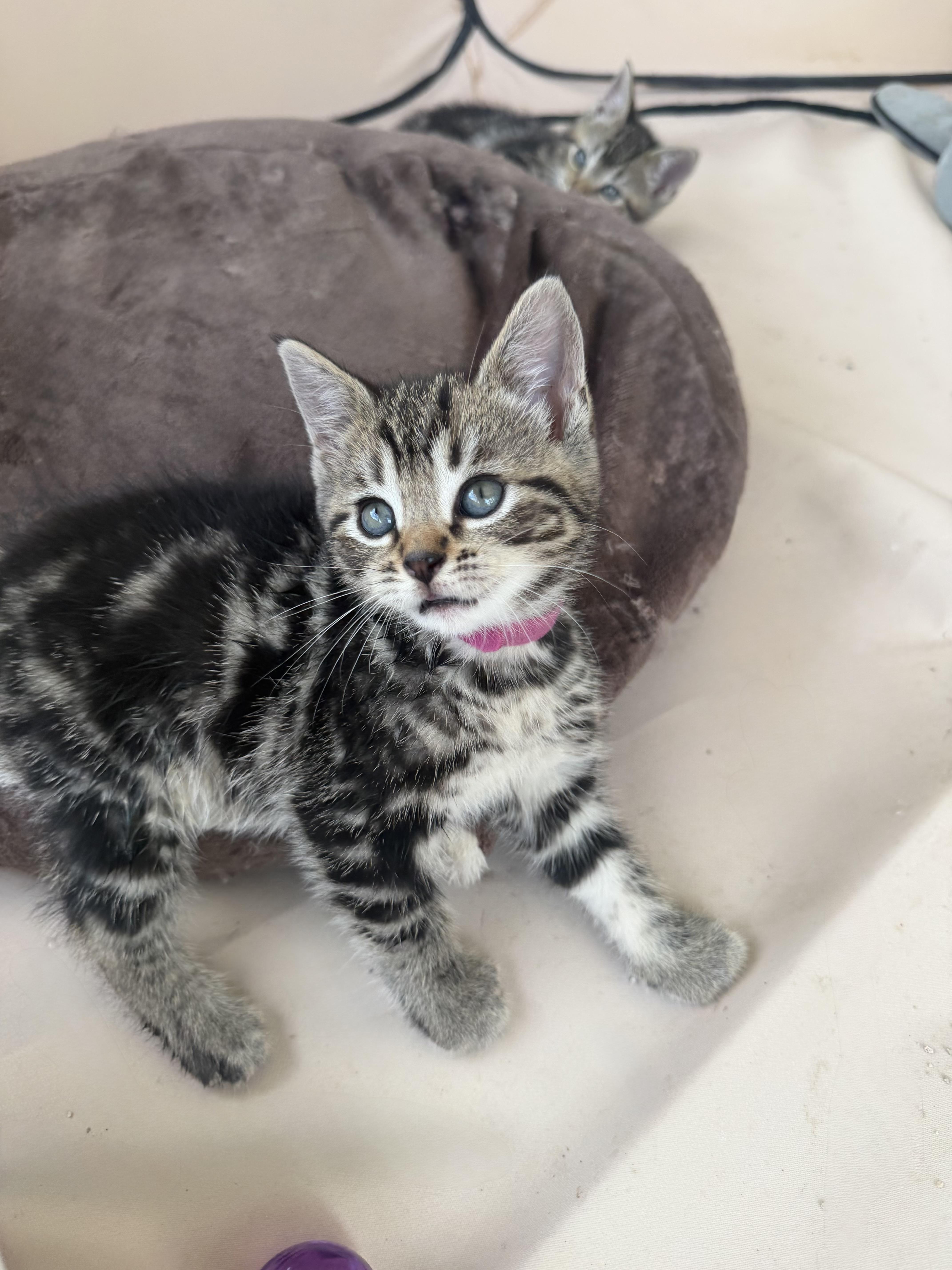 Enlarge Fern, a ADOPTABLE Tabby in Independence, OH image 3/3